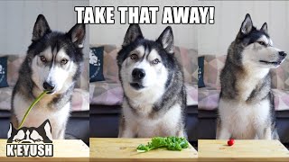 Husky HATES Strawberries! Argues About Fruit & Veg!