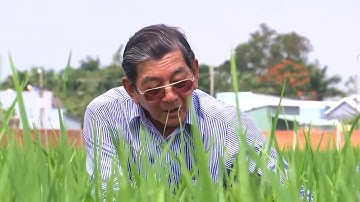 Kỹ sư Hồ Quang Cua hướng dẫn kỹ thuật trồng lúa an toàn