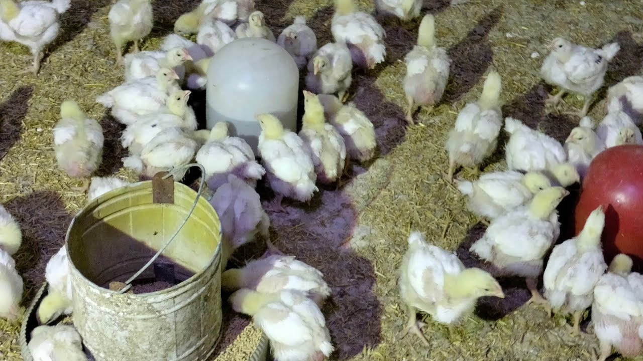 اليوم 16و17فى دورة الفراخ البيضاء واهم وصفة قبل تغيير العلف هتغير العلف من غير أدوية ولاعلاج