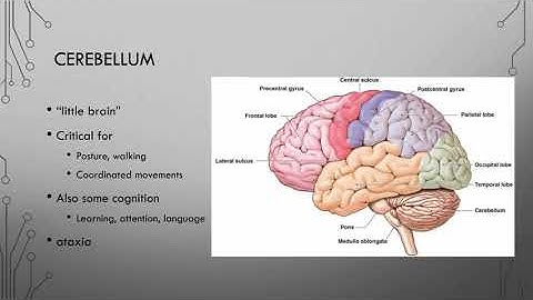 9 Cerebral Cortex Part 1
