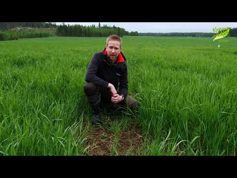 Video: Rikkakasvien Torjunta: Tehokkaita Menetelmiä Ja Työkaluja