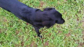 flat coated retriever training by Dogs and Wood 105 views 5 years ago 1 minute, 32 seconds