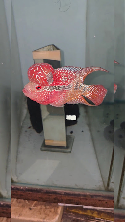 Premium Flowerhorn! Available at just 3***!Best price assured! 🧿 #flowerhorn #flowerhornfish #swami