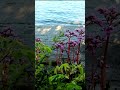 А Вы видали, как цветет бадан.  #природа #бадан #Байкал #nature #badan #Baikal