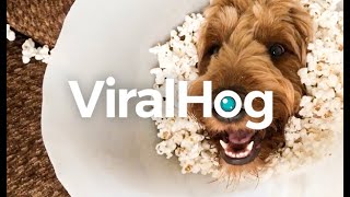 Viral Hog
