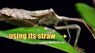 Leaf-Footed Bugs (and Their Built-in Straw)