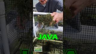 STAGES OF GROWTH - JAVA MOSS PART 2 Profile