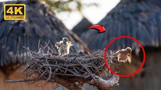 The Baby Vulture's Rescue Story