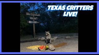 BlueIndigoTrails TEXAS NIGHTFALL CRITTER CRUNCH LIVE 84F