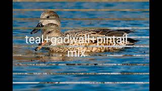 teal pintail gadwall mix in new voice