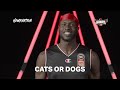 Cats or Dogs? | Illawarra Hawks