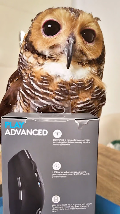 A new Mouse from Bibib! But....