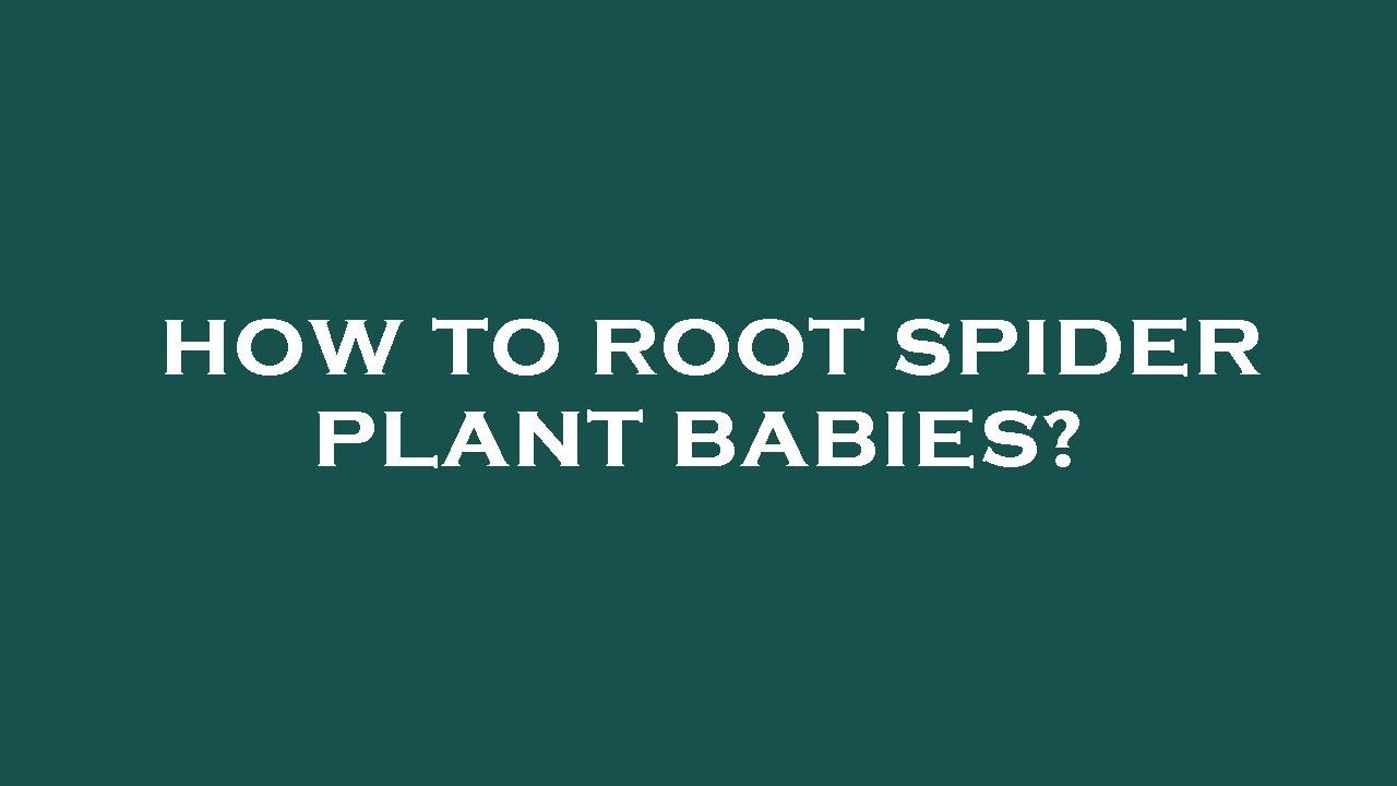 how-to-root-spider-plant-babies-youtube