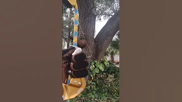 Petzl Chicane Zigzag SRT Treeclimbing Petzl Zigzag Notch 