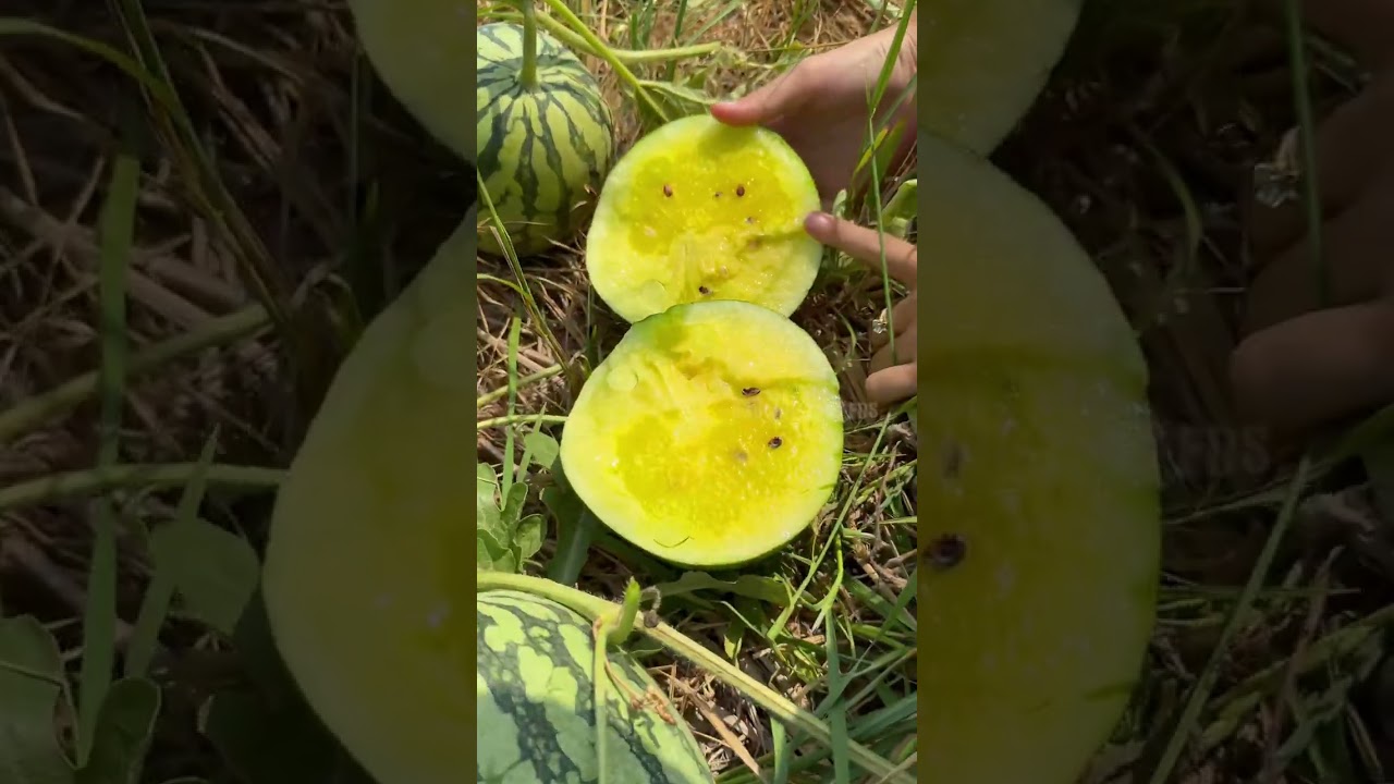 Giới thiệu giống: Dưa hấu táo vàng cho mùa tết #hatgiongrangdong #rangdongseeds