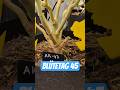 Der Reifeprozess läuft #growth #homegrown #420