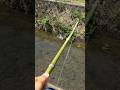 Japanese Catfish Fishing with Bamboo Rod 🎋#釣り #fishing #ナマズ #ナマズ釣り #catfish #多魚種アングラー