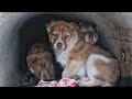 Rescue Scared Puppies Living in Pipe