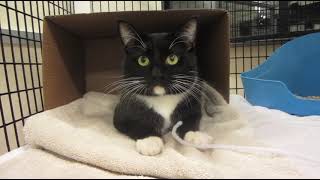 Quentin, a shy but super sweet 3year old male with a short, black & white coat