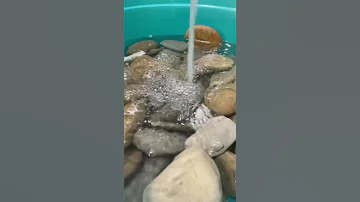 Промываю камни для черепах 🐢