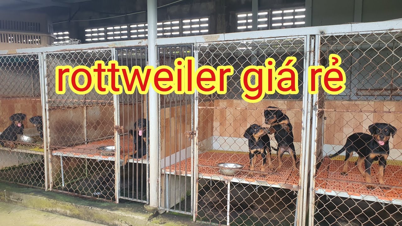 Bán Top 9 chó rottweiler giá rẻ