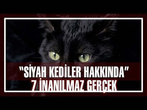 Video: Kara Kedi Yoldan Geçerse Ne Olur?