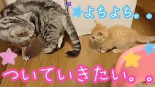 Munchkin Kitten follows native Americanshorthair cat