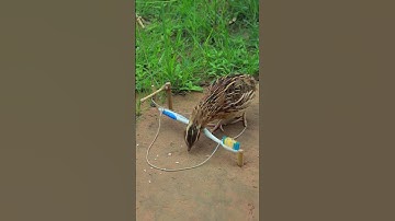 Primitive quail trap method #shortvideo #ytshorts #youtube