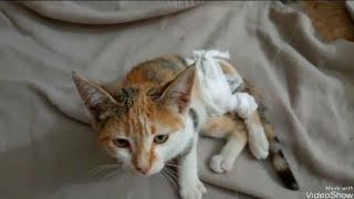 السلام عليكم فيديو جديد مع لقطيطات ديالي 😊😊 by world of kittens 678 views 3 weeks ago 5 minutes, 43 seconds