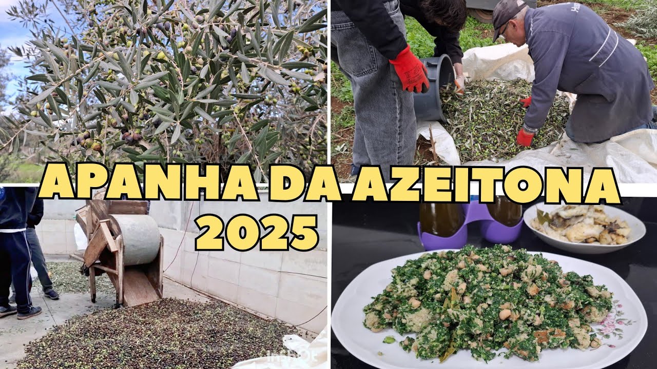 🫒APANHA DA AZEITONA 2025.AZEITE BIO.Fiz migas com bacalhau para provar o azeite novo.