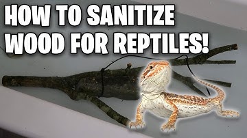 SAFE Wood for Reptiles!