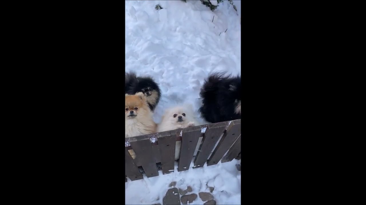 Guarda Cute Puppies Whining Crying Being Happy Baby Animals ASMR su YouTube Guarda Cute Puppies Whining Crying Being Happy Baby Animals ASMR su YouTube