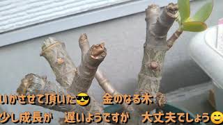 金のなる木バッサリ いっても大丈夫 金のなる木剪定40日後 金のなる木25年初めて剪定した後の成長記録 Youtube