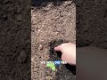 Garden update part 3