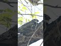 Common Nighthawk 5-31-26 #birds #bird #nighthawk #coolanimals