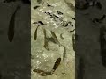 ミニ水族館の魚のエサは、魚切り身とこの金魚のエサ。淡水魚用ですが、非常によく食べます。観賞魚用も養殖魚用も原料の基本となっているのは魚粉。これをアレンジして大きさや栄養分等を変えて販売しています。