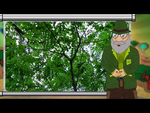 Erdő Ernő bácsi meséi -  Meddig élnek a fák?