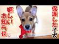 【保護犬 子犬】嬉しいお知らせ+おまけコーナー