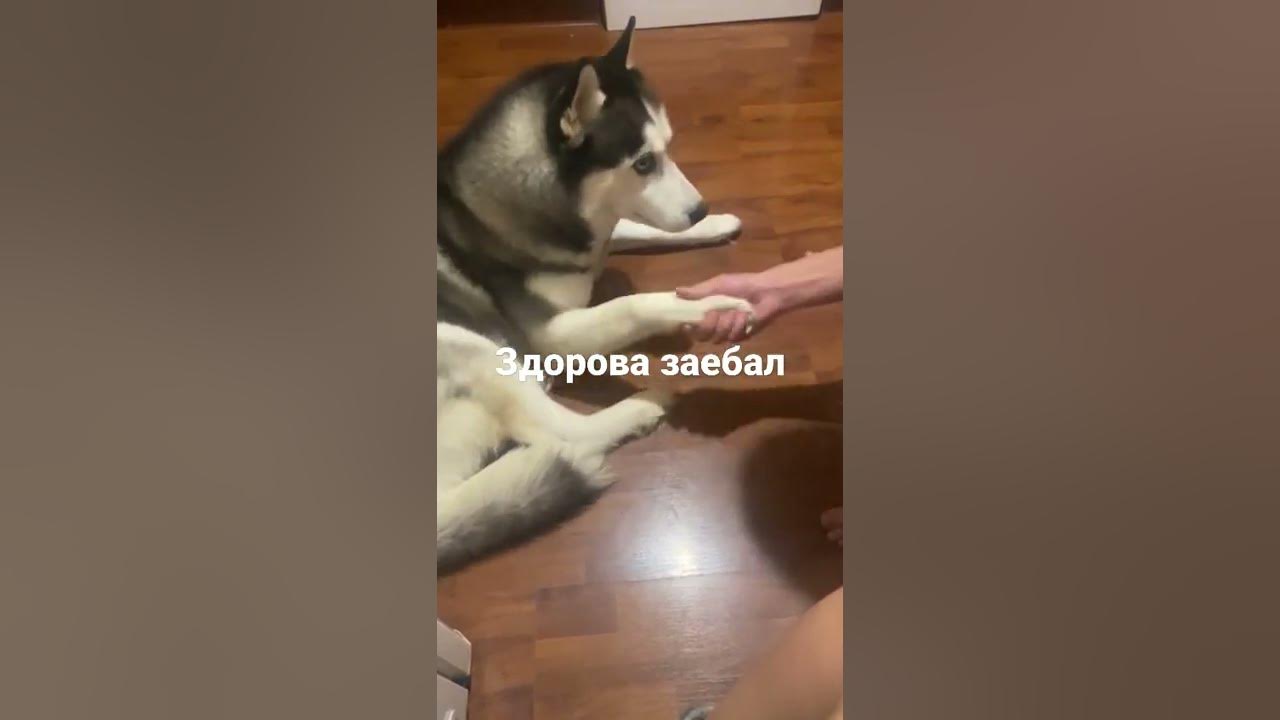 здорова заебал - YouTube