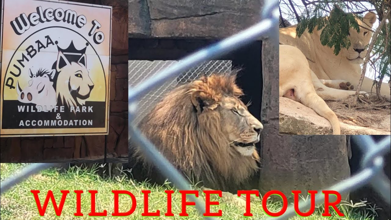 I went on a Tour at PUMBAA Wildlife Park, Nelspruit[WHITE LIONS, TIGERS, LEOPARD, CHEETAH]