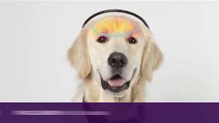 Calmer Canine™ – The Device – Product Video