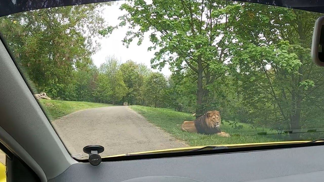 Safari Zoo Dvůr Králové