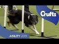 Agility - International Invitation - Large (Agility) - Finals | ​Crufts 2019