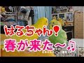【 セキセイインコのはる&amp;まめ 】「 はるちゃんに春がきたよ! 」
