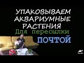 Упаковка Аквариумных Растений Для Пересылки Почтой