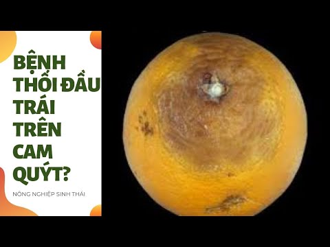 Video: Bệnh thối cây Alternaria cam - Cách ngăn ngừa vết thối của cây Alternaria trên quả cam