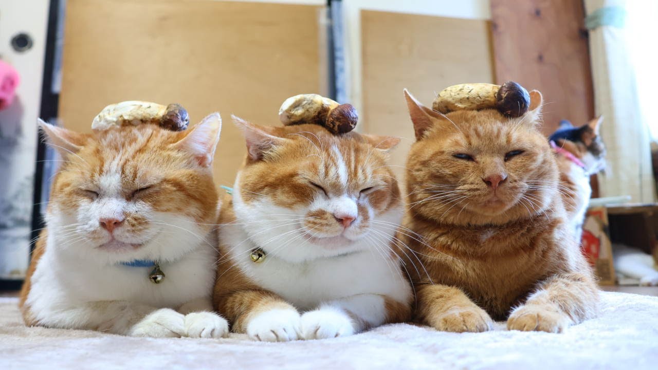 まつたけ のせ猫 251017 - YouTube