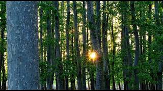 682 hz relaxing music activate brain frequencies
