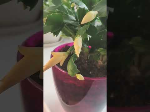 Video: Blüte gelbe Dekabrist (Schlumbergera): Beschreibung, häusliche Pflege