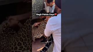 Bagh🐯🐅 Pakda Gaya #shadow #minivlog #viral #bagh #suspense